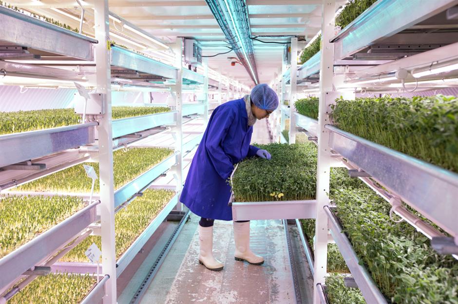 This hydroponic farm located 33m below Clapham, London, requires no soil, no natural light and water usage is 70% less than in traditional farming. This type of farming means that crops are not affected by weather and lucky locals are able to enjoy fruit and veg straight from the farm.