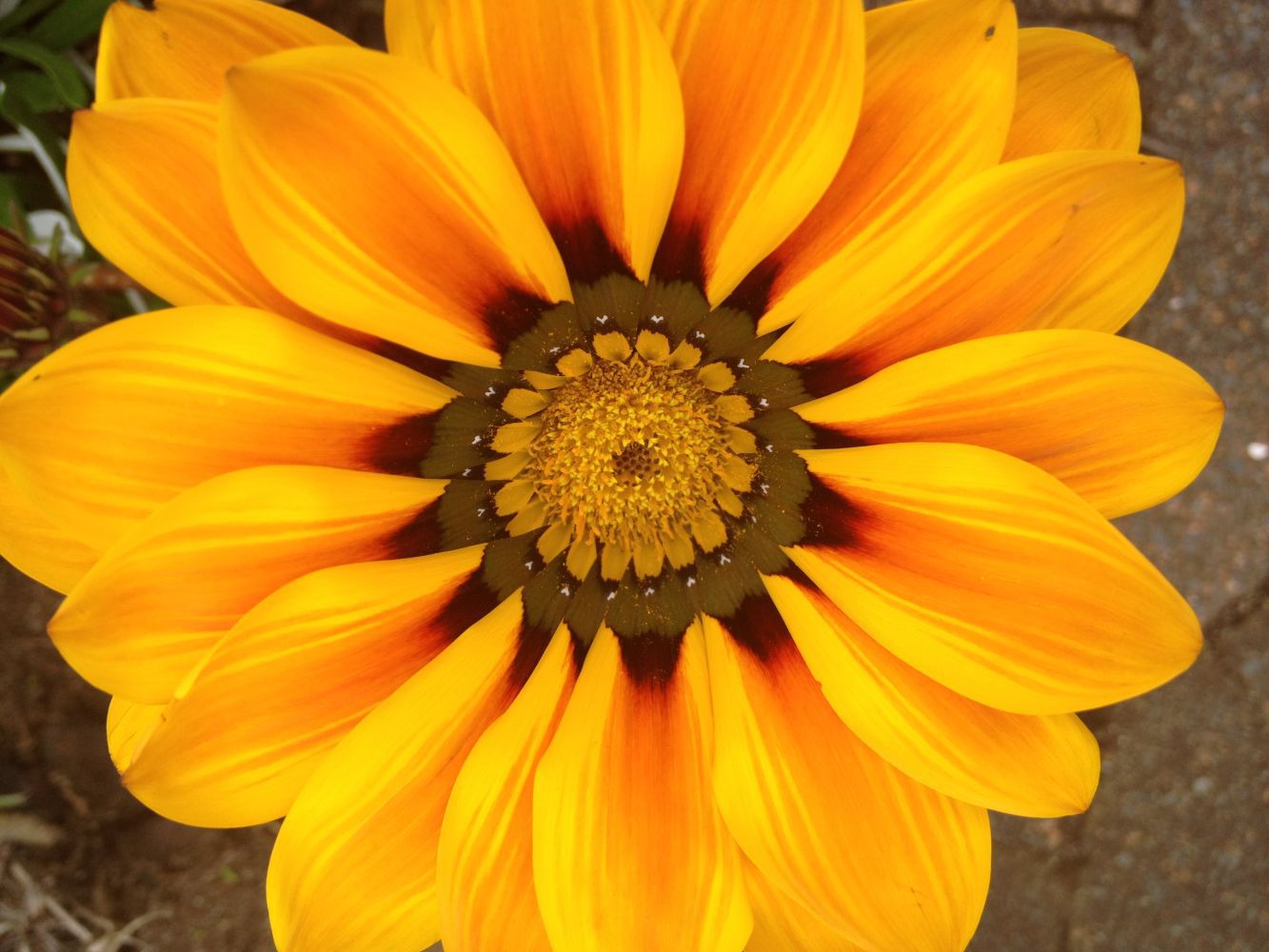 Flower in Auckland outside our psychotherapy practice
