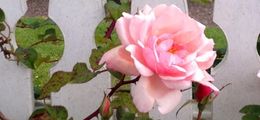 Roses at a counselling practice in Auckland