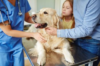 A pet getting service from a small animal vet serving Waupun, WI