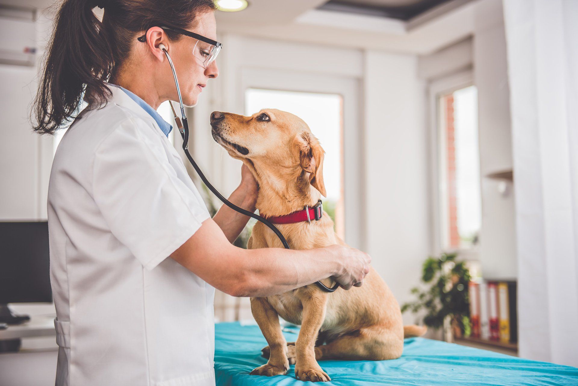 Veterinary Services — Beaver Dam, WI — Beaver Dam Veterinary Clinic