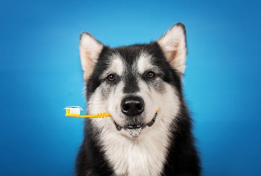 Dog with Toothbrush — Beaver Dam, WI — Beaver Dam Veterinary Clinic Dog with Toothbrush — Beaver Dam, WI — Beaver Dam Veterinary Clinic
