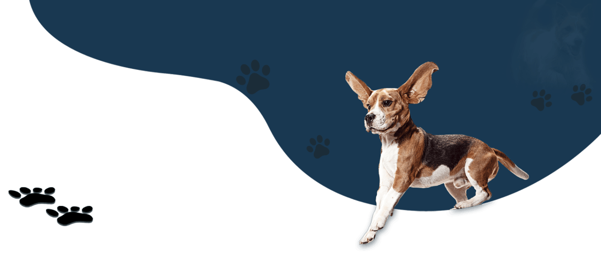 Beagle dog running on a white background with paw prints, a dark blue curvy shape at the top.
