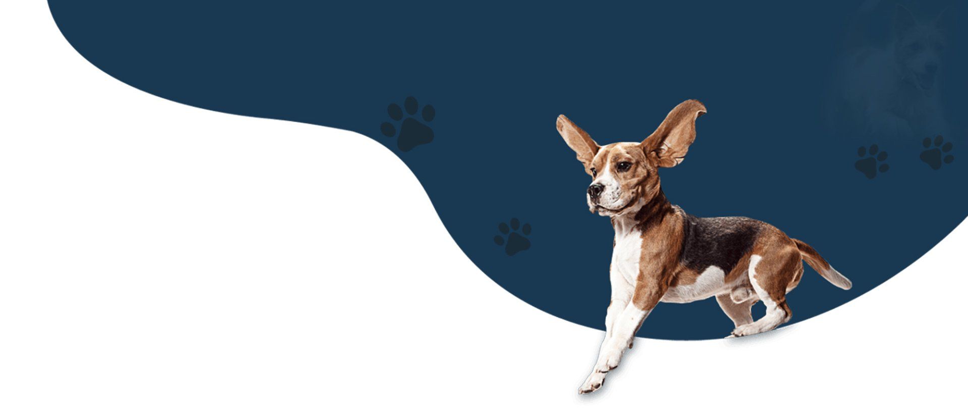 Beagle dog running, white and brown, in front of a dark blue background with white curved element.