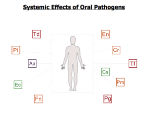 A diagram showing the systemic effects of oral pathogens