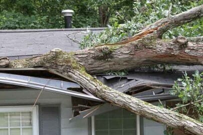 Down Tree — Fond Du Lac, WI — Kottke Construction LLC