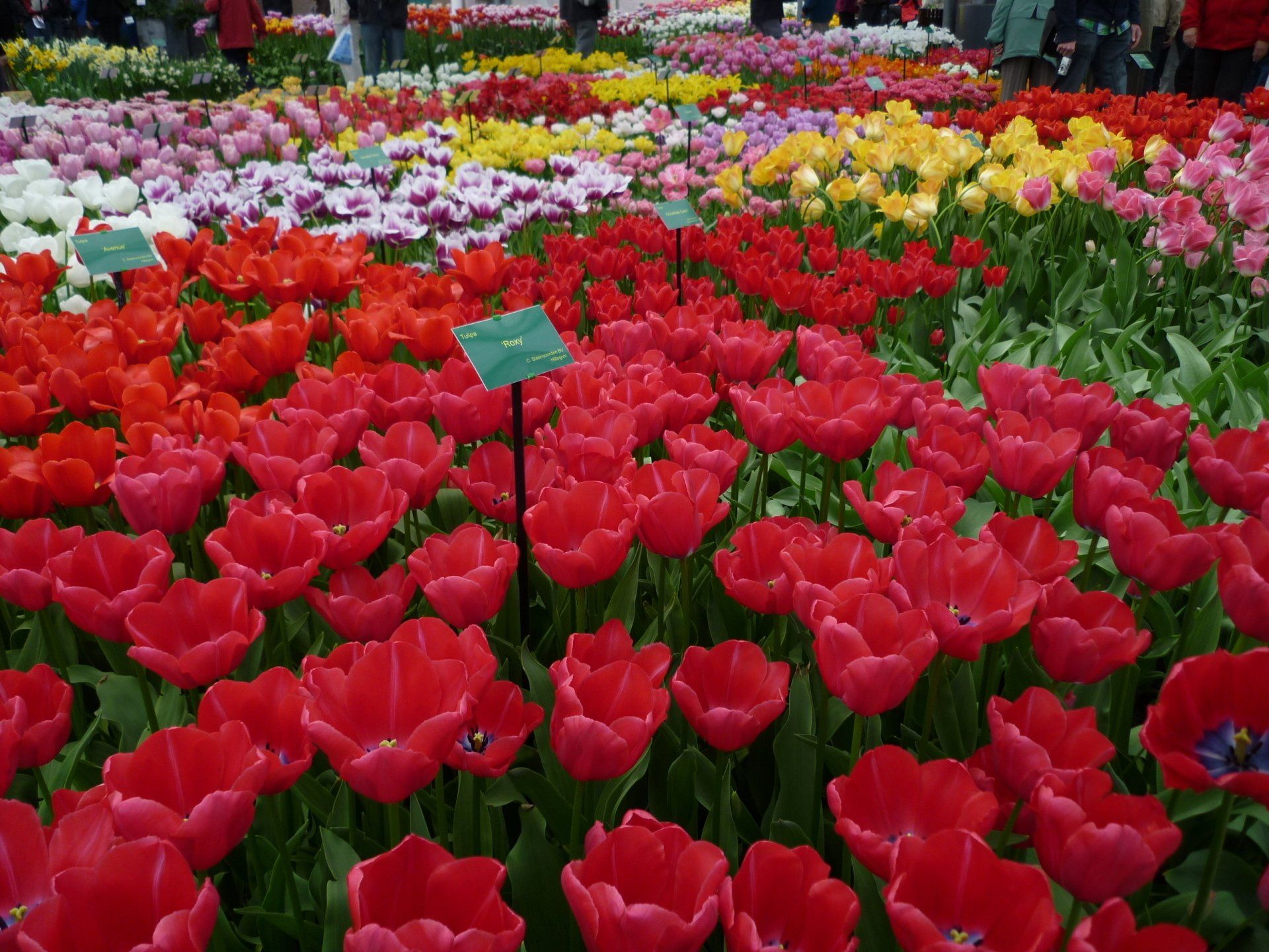 Keukenhof