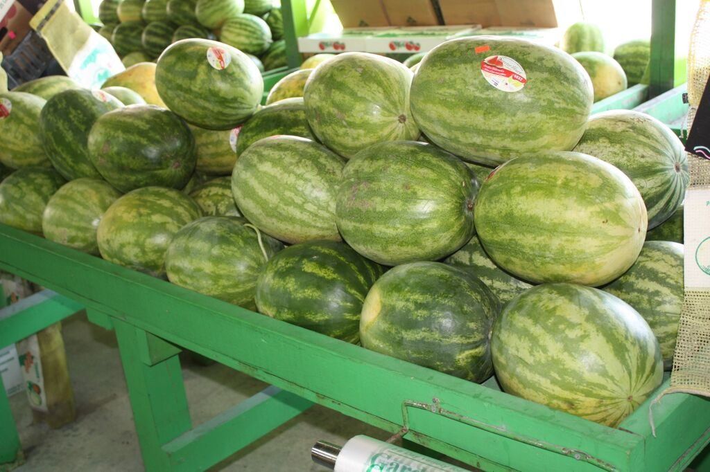 Watermelons piled on a green market stand. Green and striped rinds are visible.