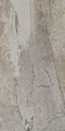 American ceramic tiles-ethos 12x24 by fran-char