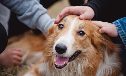 ein glücklicher Hund, der von zwei Leuten geknuddelt wird