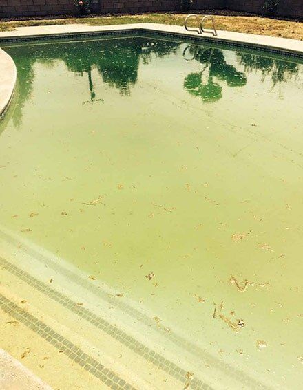 Green dirty pool with leaves - Pool services in Whittier, CA Green dirty pool with leaves - Pool services in Whittier, CA