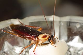 Bed Bug Exterminating Olean NY
