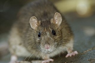 Rodent Control, Ellicottville, NY