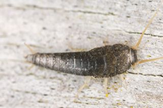 Bed Bug Exterminating Springville NY
