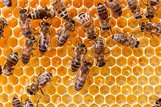 Bed Bug Exterminating Ellicottville NY