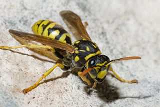 Bed Bug Exterminating Springville NY