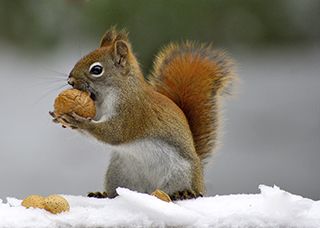 Pest Control Management Olean NY