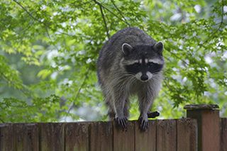 Pest Control Management Springville NY