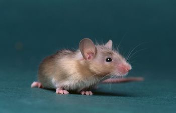 Pest Control Management Ellicottville NY