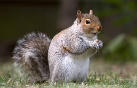 Pest Control Management Olean NY