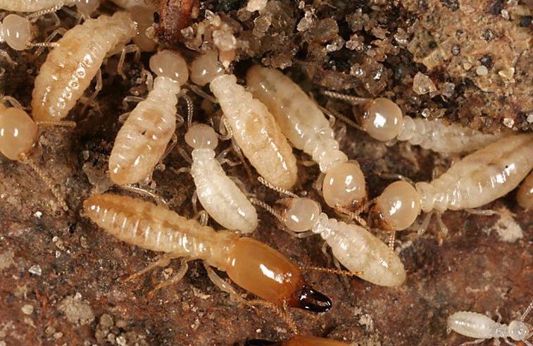 Bed Bug Exterminating Olean NY