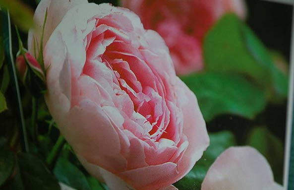 Flower — Gift Shop in Norristown, PA Flower — Gift Shop in Norristown, PA