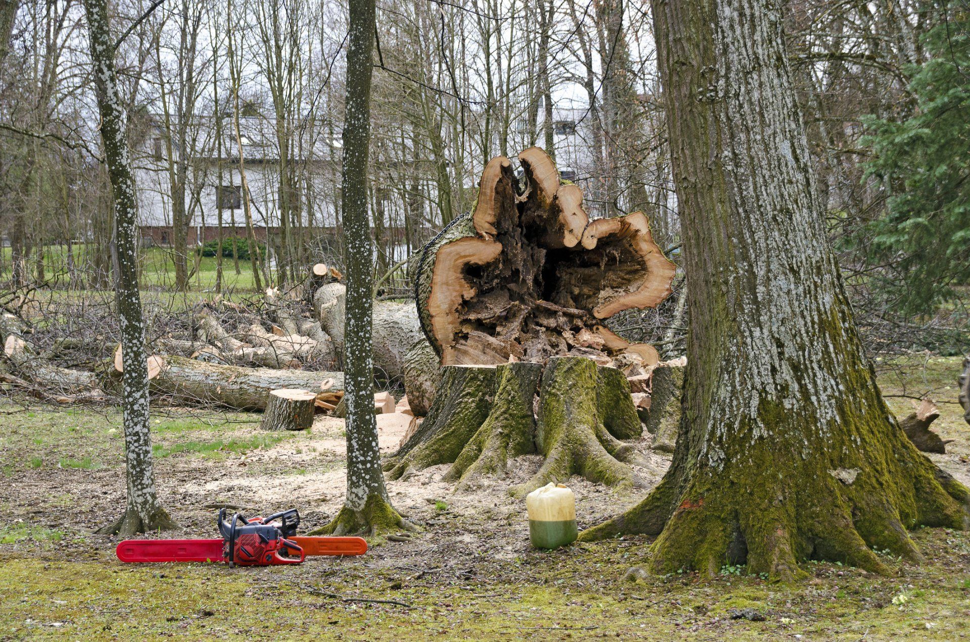 Tree care — Downed Tree removal in Tustin, CA