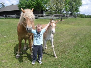 Urlaub auf dem Bauernhof Urlaub auf dem Bauernhof - Haflinger Pferde