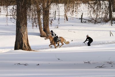 Winter am Salten - Haflingerrennen