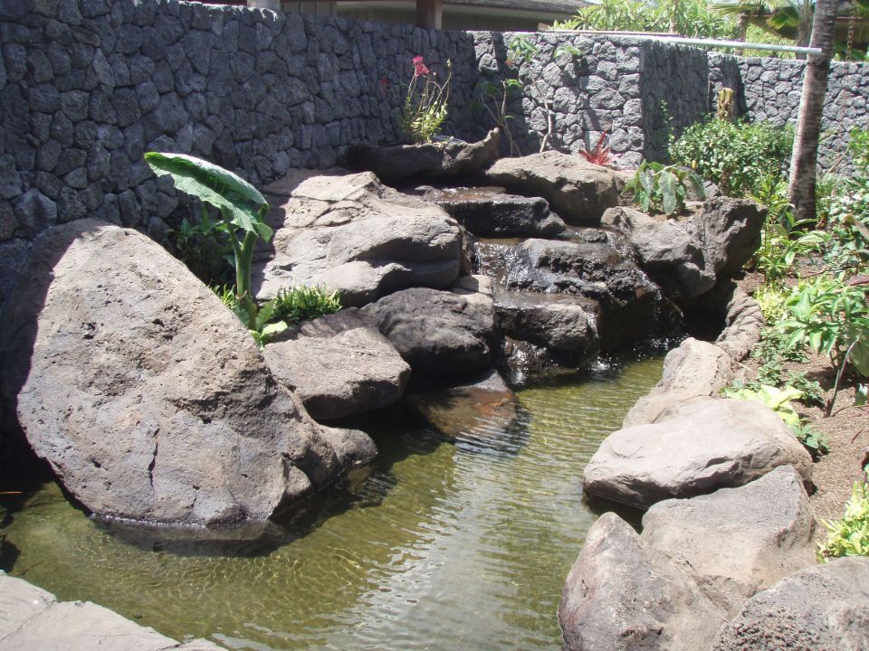 Koi Pond