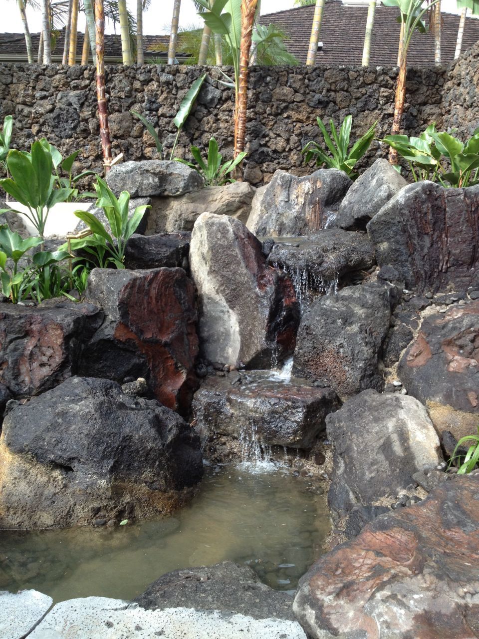 Koi Pond