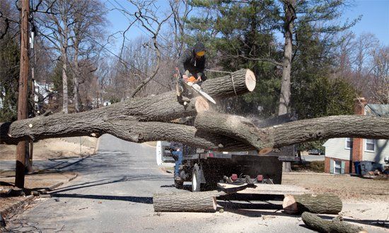 Tree Removal — Man Working on Cutting Uprooted Tree in Shelby Township, MI Tree Removal — Man Working on Cutting Uprooted Tree in Shelby Township, MI