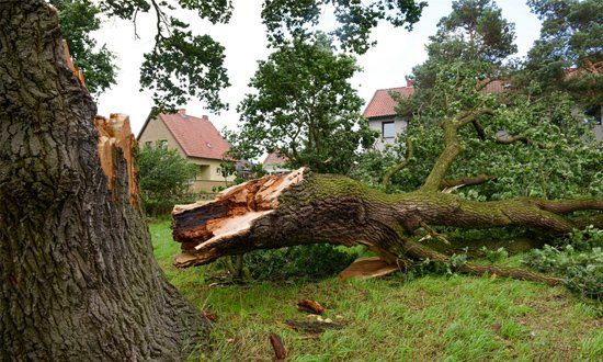 Lot Clearing — Storm Damage in Shelby Township, MI Lot Clearing — Storm Damage in Shelby Township, MI