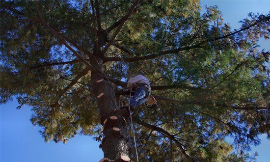 Tree Trimming— Arborist Working Up High in Shelby Township, MI Tree Trimming— Arborist Working Up High in Shelby Township, MI