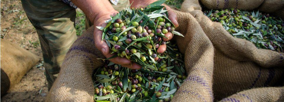olive appena raccolte nei sacchi