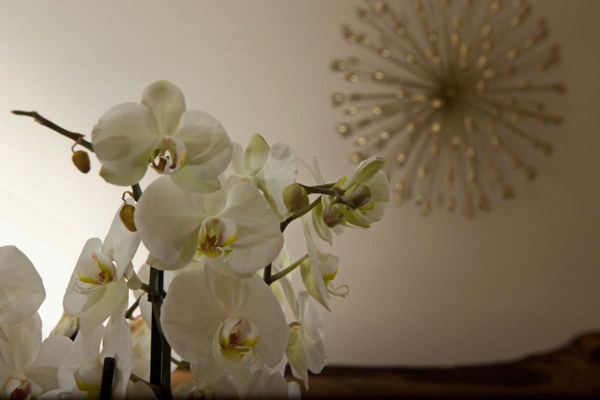 composizione floreale