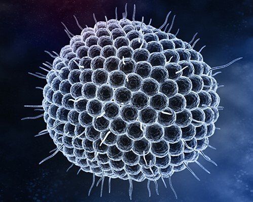 Viral Induced Nerve Pain Post Herpetic Neurolagia