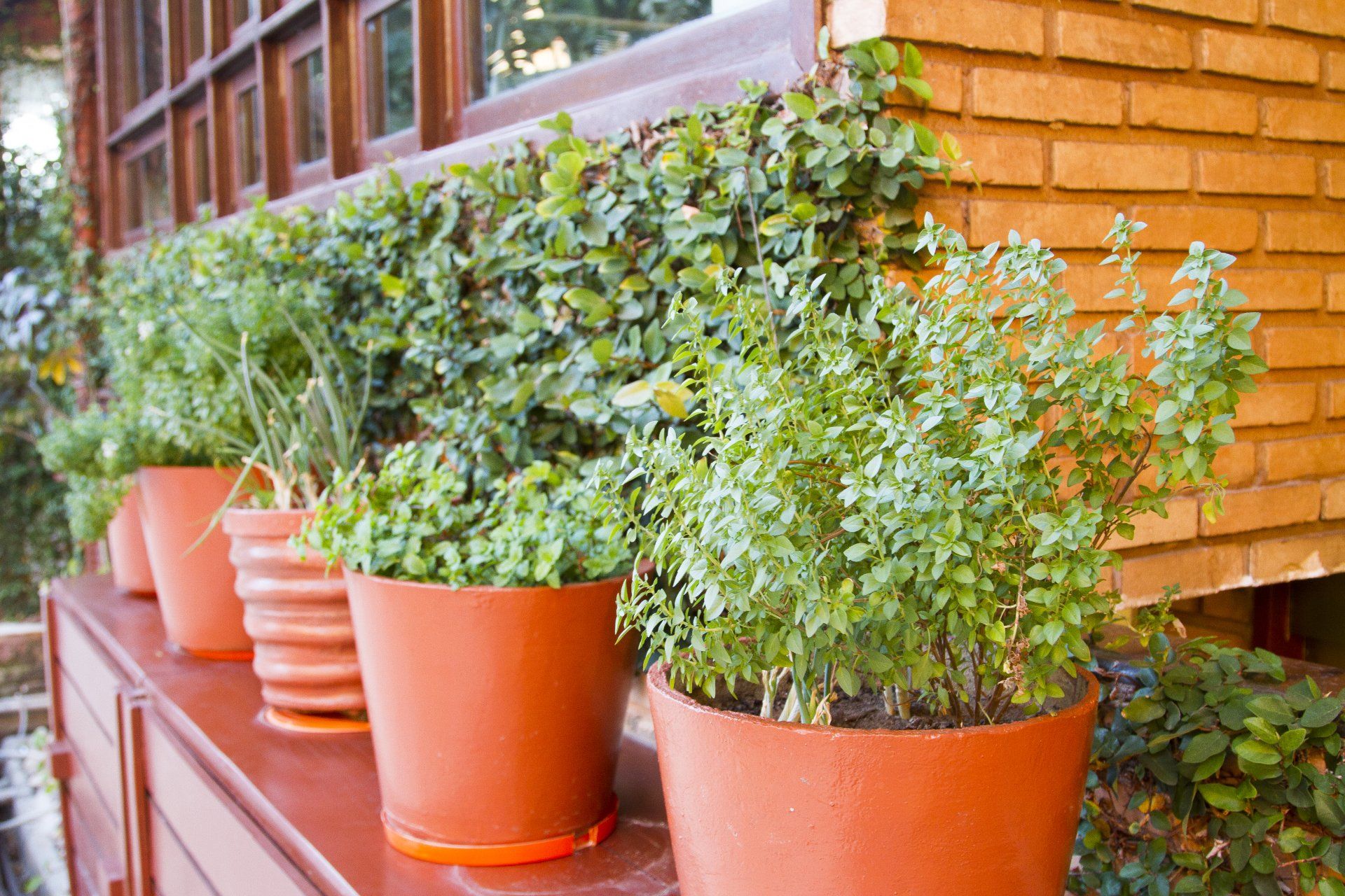Mini horta Areias Belas Mini horta do hotel areias belas