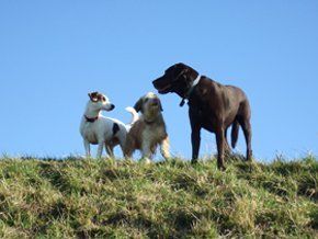 doggy day care - Calne - Happy at Home Pet care - Dogs on Hill doggy day care - Calne - Happy at Home Pet care - Dogs on Hill