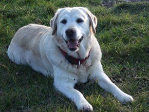 care for exotics - Calne - Happy at Home Pet care - Labrador care for exotics - Calne - Happy at Home Pet care - Labrador