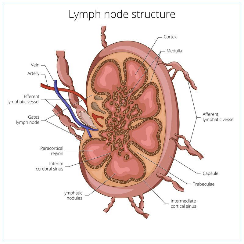 Click to Enlarge Lymph Node Structure by Lymphatic Drainage Massage Therapist Eugene Wood, Located in Wantagh NY 11793, and Massapequa NY 11758