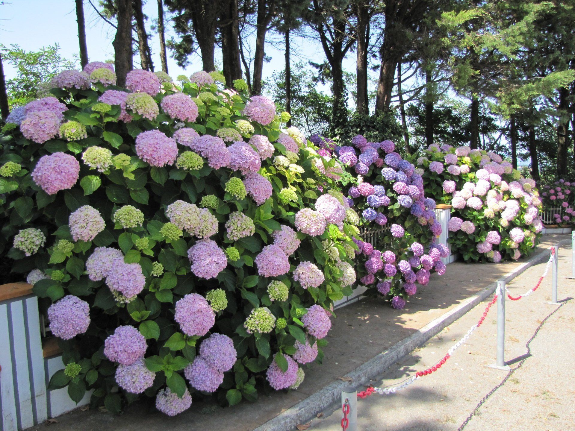 Fiori colorati a bordo strada di un hotel