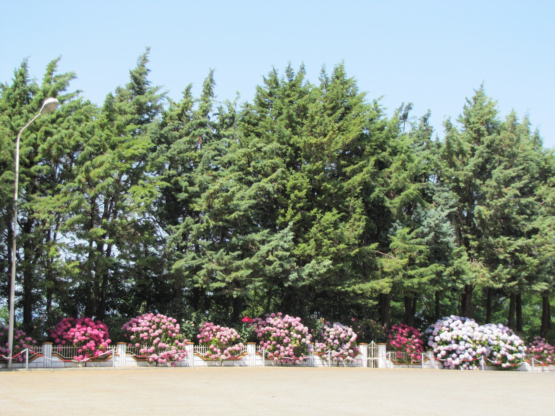 vista di un giardino con alberi e fiori