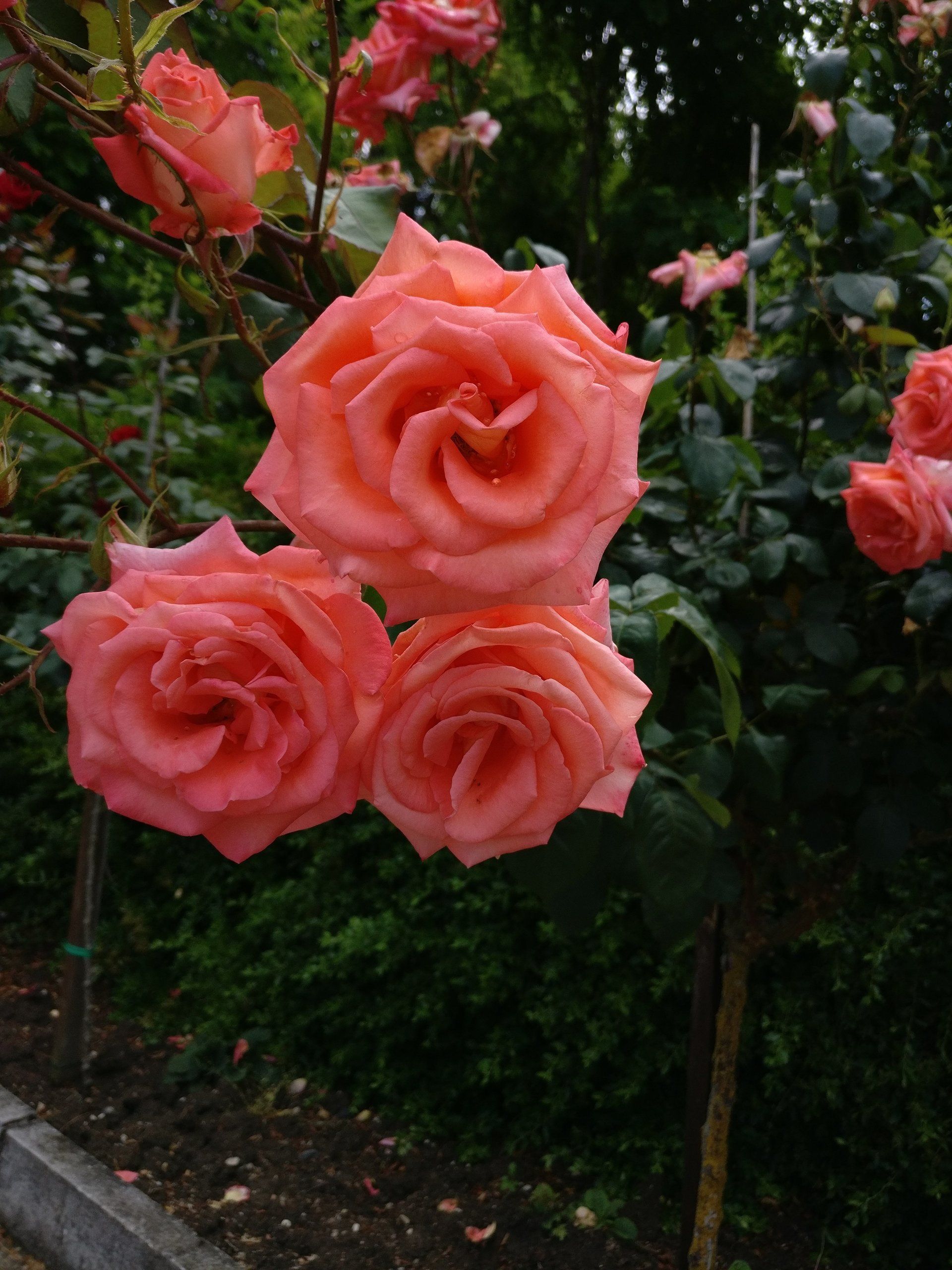 primo piano di rose rosa