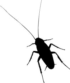disegno della blatta