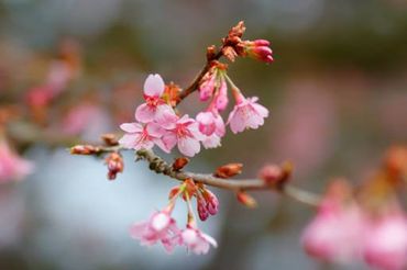 Fruehling, bluehende Kirsche, Blumen,