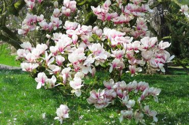 Magnolienbaum