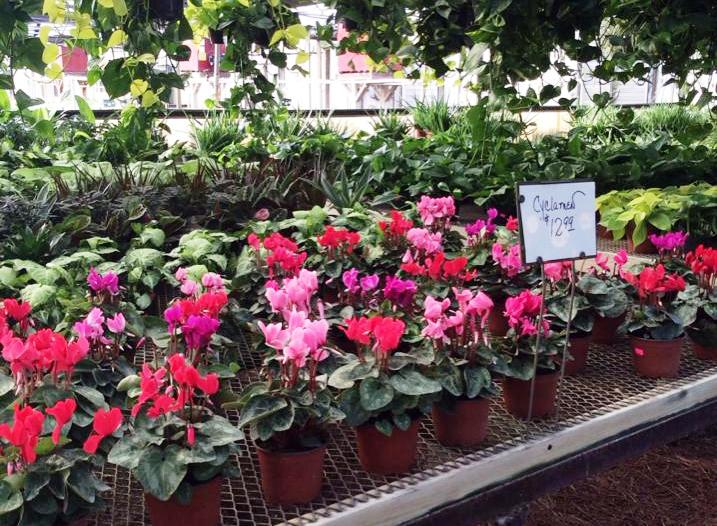 Garden Center Wilmington, NC