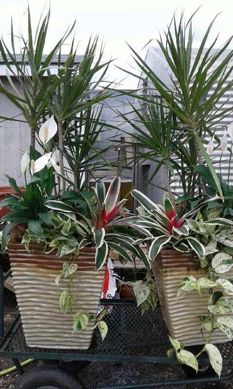 house plants