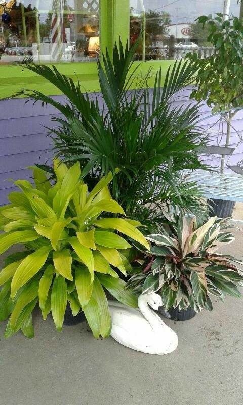 garden plants & swan accessory
